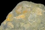 Pennsylvanian Fossil Brachiopod Plate - Kentucky #138904-1